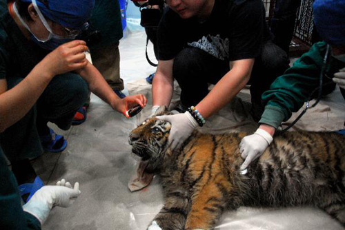 Baby tiger undergoes cataract operation in Nanjing