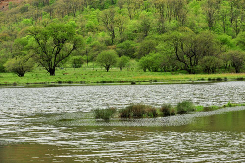 Shennongjia offers spring charm