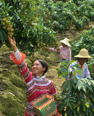 Lychee season comes to China