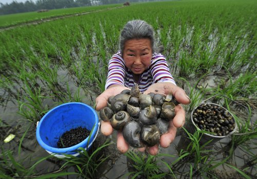 Rice farmers battle destructive field snails