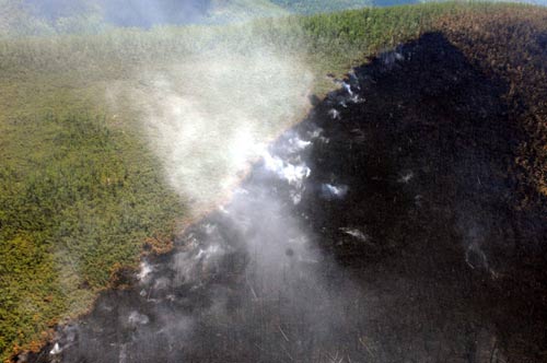 Forest fire put out in north China