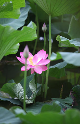 Lotus festival in Kunming