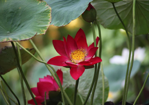 Lotus festival in Kunming