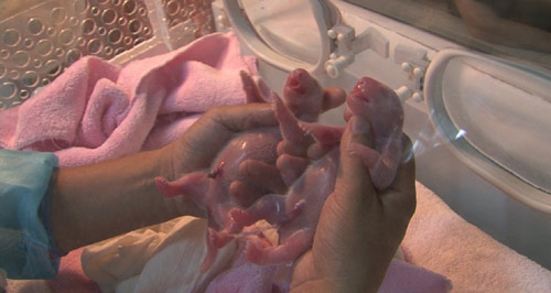 Twin panda cubs born in SW China