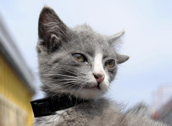 Little kitten with four ears