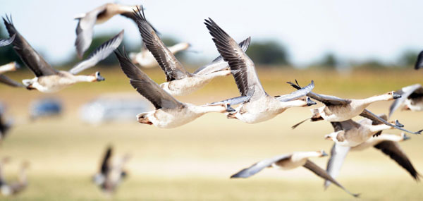 Wild geese return to the sky