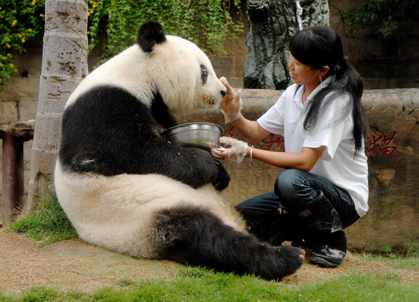 Oldest Panda returns to health