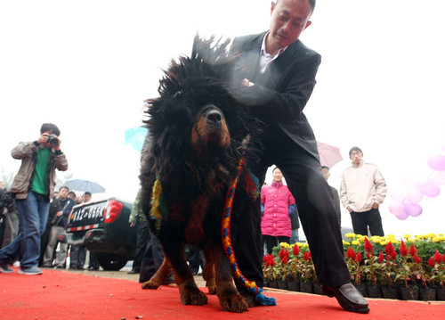 Mastiff gets red carpet treatment on arrival