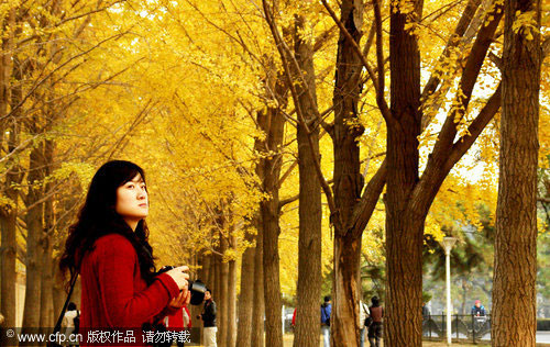 Golden autumn in Beijing attracts visitors