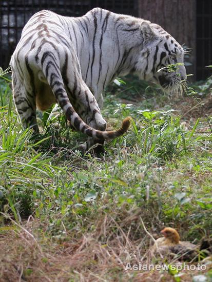 Zoo tries to find match for proud white tiger