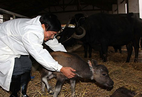 World's first genetically modified buffalo