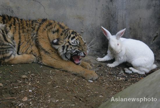 Atmosphere heats up ahead of Year of Rabbit