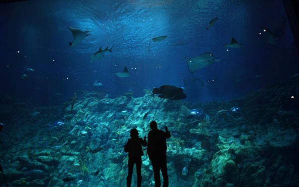 Giant aquarium opens in Hong Kong