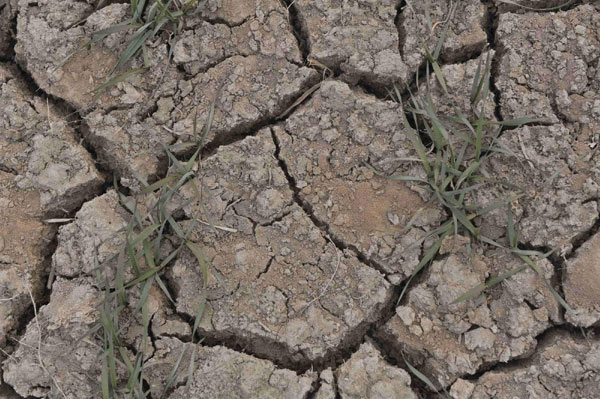 Chinese wheat may avoid drought losses