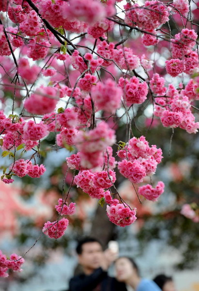 Cherry blossom marks arrival of spring