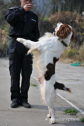 Sports day for police dogs