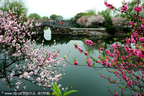 New blossoms reflect ancient beauty