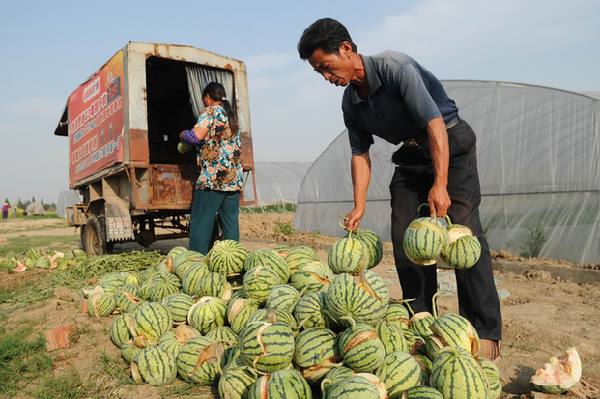 Watermelons wasted