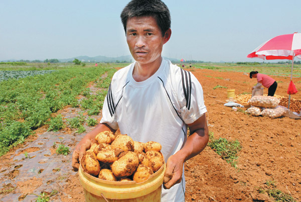 Not so sweet for potatoes