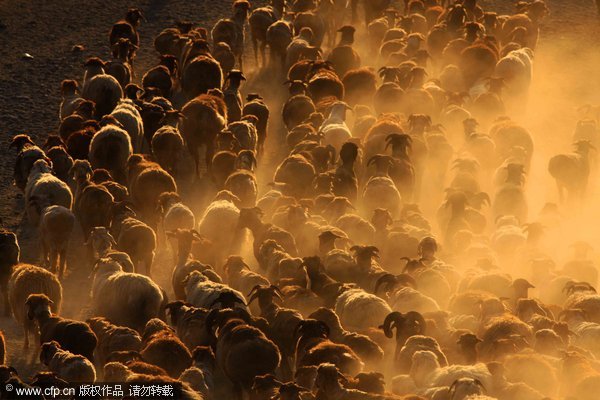 Driving herds to Altay Mountains 