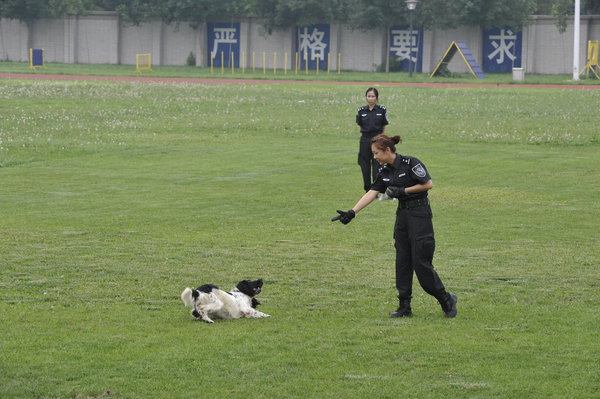 Police dogs show off their skills