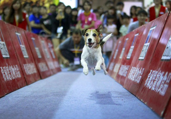 Dogs show in Taipei