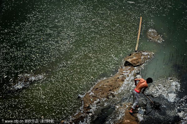 Bridge construction leads to massive fish deaths