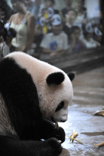 Pandas celebrate birthday at zoo in E China