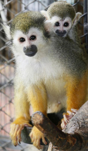 Baby squirrel monkey: I like mom's back