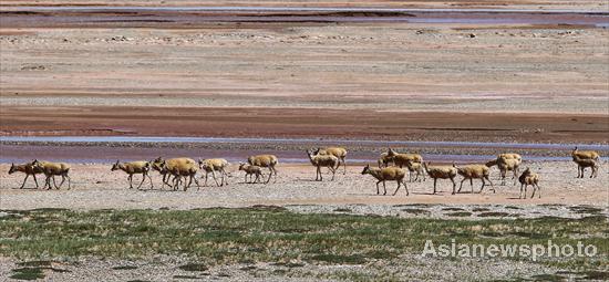 Great migration of Tibetan antelopes