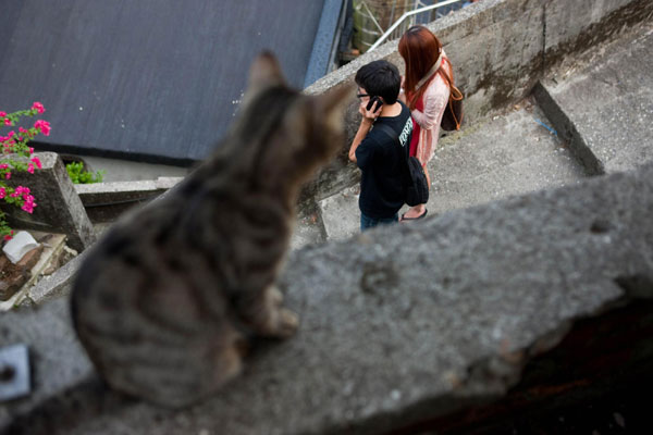 Feline paradise in Taiwan