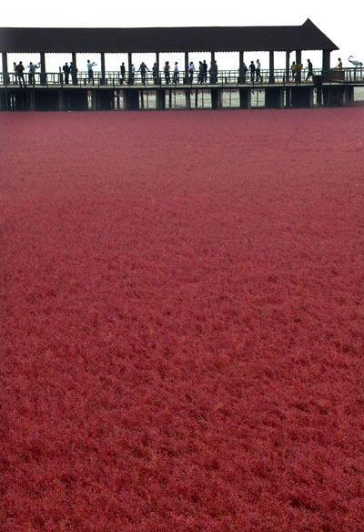 Red-blanketed beach in NE China