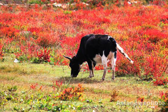 Autumn photos: Shangri-La