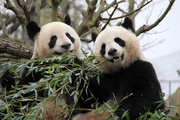 Chinese pandas begin new lives in France