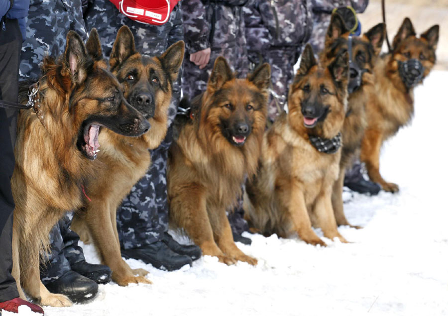 German shepherd in training course