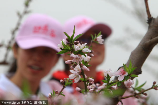 Peach flowers festival starts in Beijing suburb