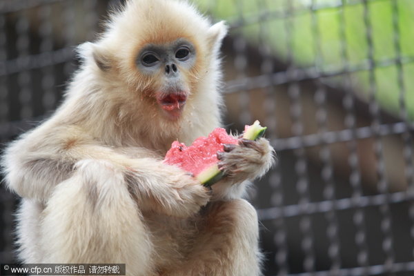 Zoo animals chill the heat with watermelon