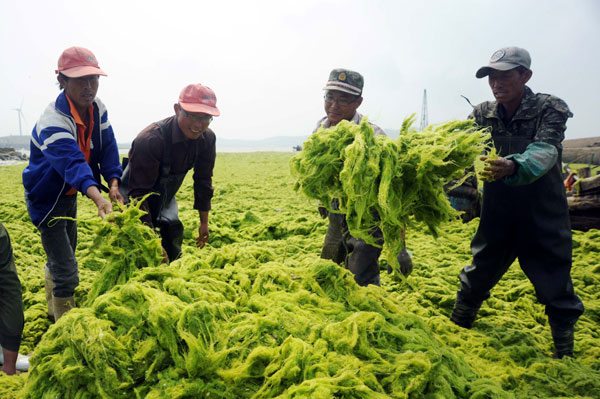 Sea grass clean-up for Asian Beach Games