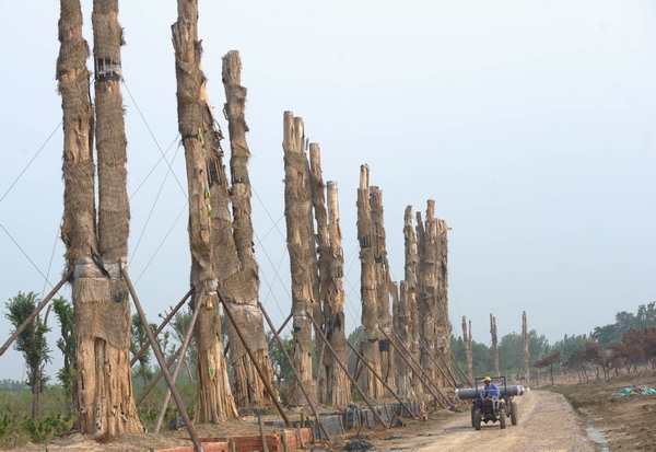 High-cost imported Crape Myrtle trees die in E China