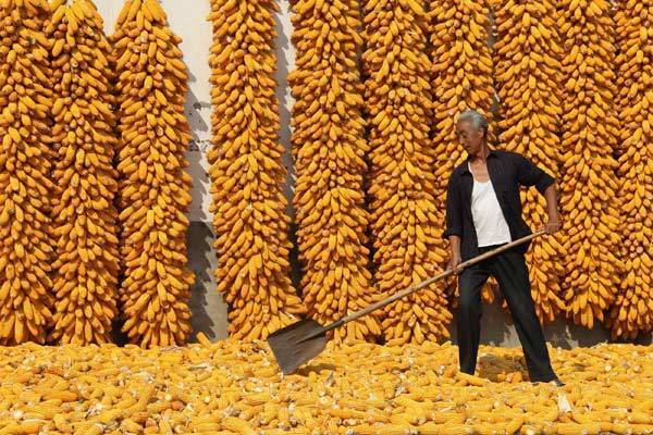 The golden season for harvesting