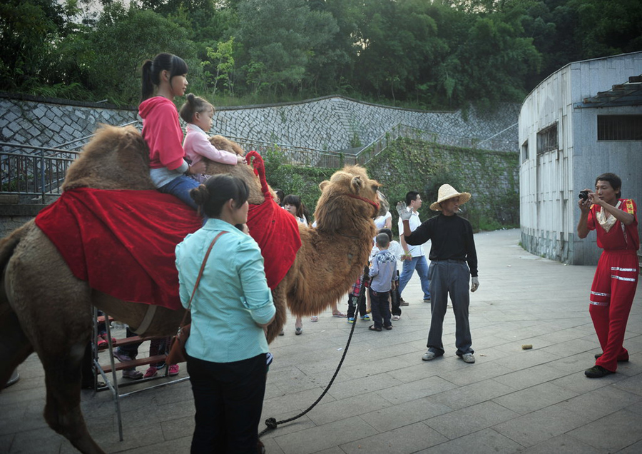 Behind the scenes at animal circus