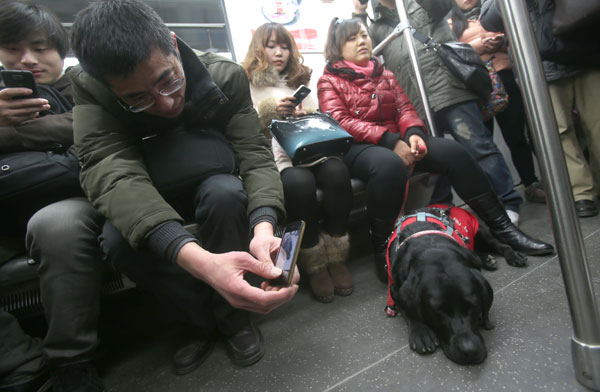 Guide dogs leading the way