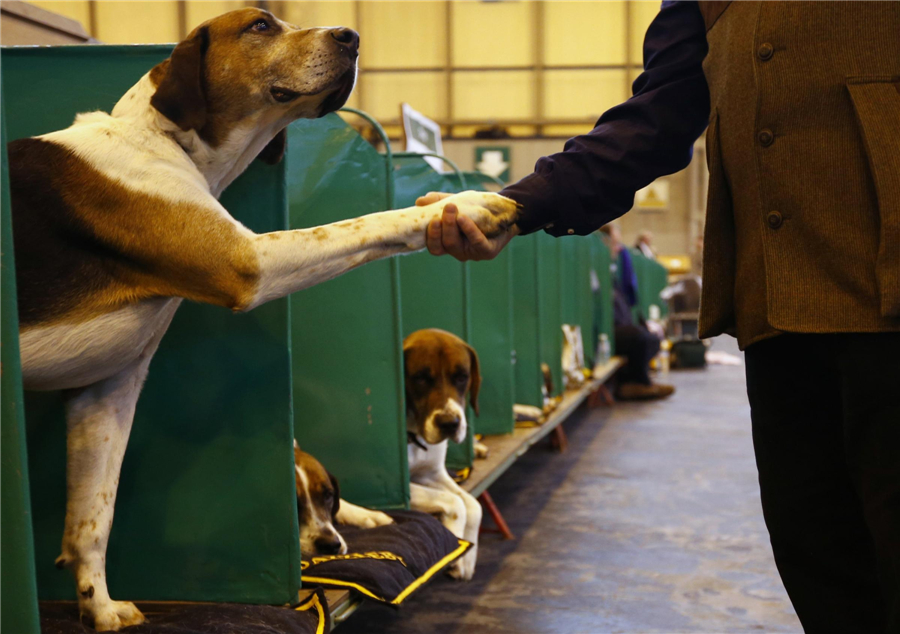 Crufts Dog Show kicks off