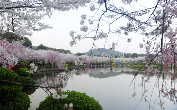 Cherry blossoms still in bloom