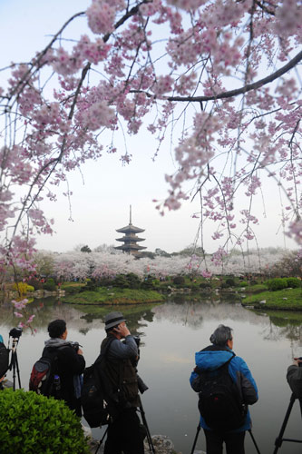 Cherry blossoms still in bloom