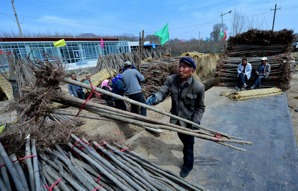 Harvest time for nursery stock in NW China