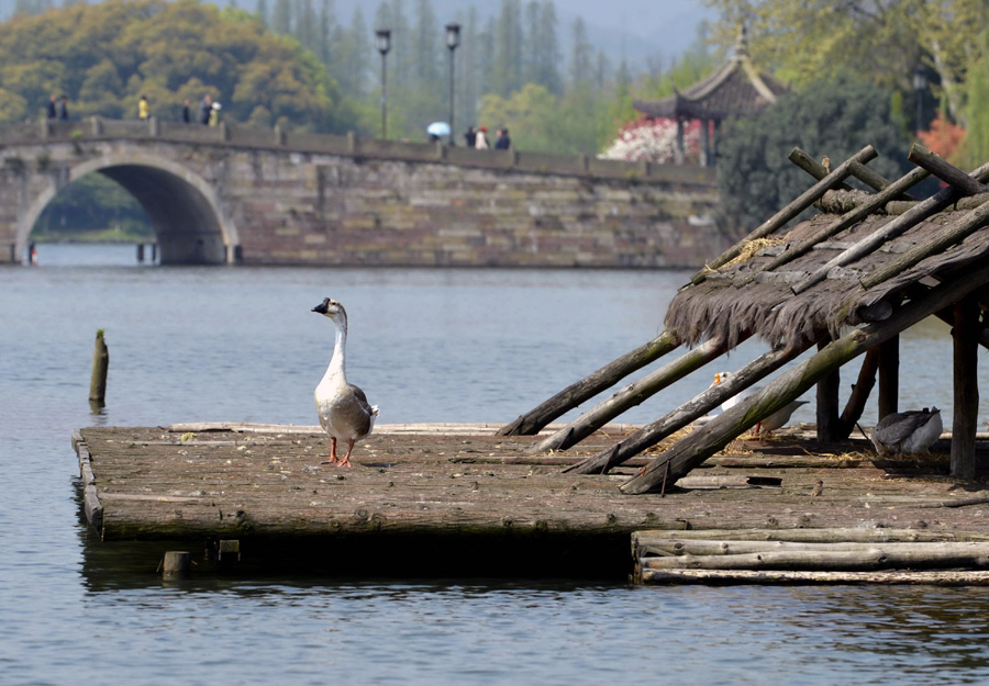 Fighting the H7N9 nightmare