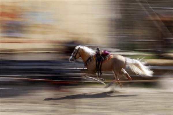 Horse trick festival held in Ukraine