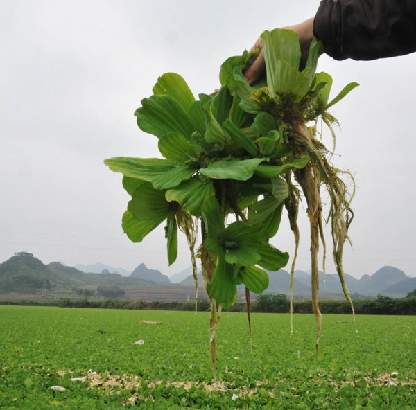 A field of water in S China