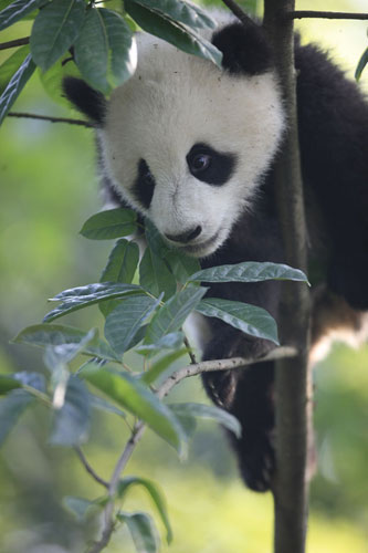 Tree-climbing giant pandas